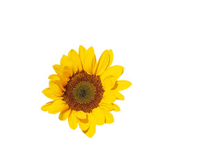 Isolated yellow color flower sunflower, cut outline on white background