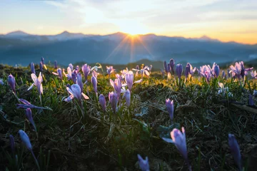Zelfklevend Fotobehang Krokusbloemen in de bergen en zonsondergang © sashkohtoce