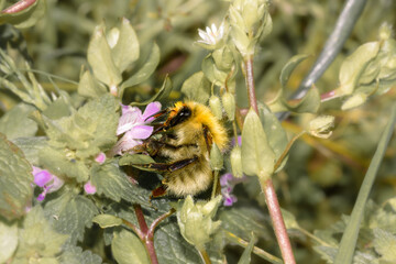 Close-up of the bee Eucera nigrescens, sucking nectar from a purple flower.