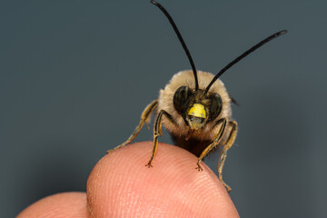 Foreground of the bee Eucera nigrescens, on a human finger