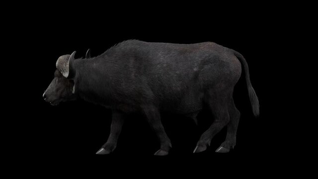 Animation of a dark gray buffalo walking, realistic 3D render loop