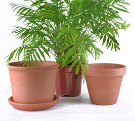 green houseplant in a plastic pot  next to terra cotta pots on white background