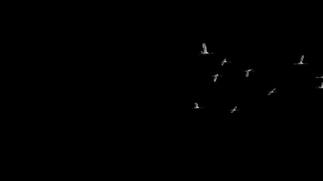 A flock of red-crowned cranes with white feathers flying fast, Alpha animation, used in scene composition