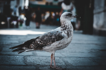 Portrait von Möve in der Stadt