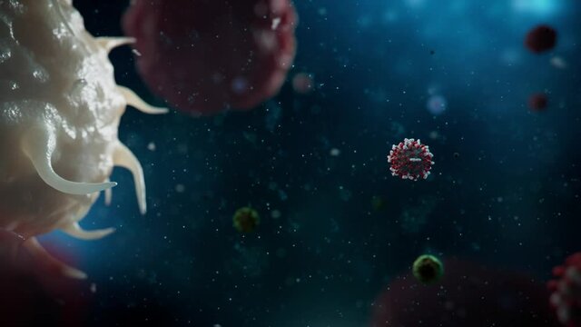 Leukocyte swallowing new coronavirus, the principle of the human defense system destroying the virus, 3D render animation