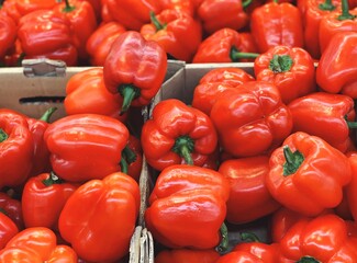 harvest of ripe red peppers