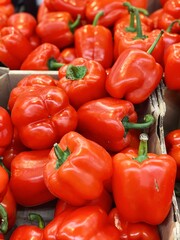 harvest of ripe red peppers