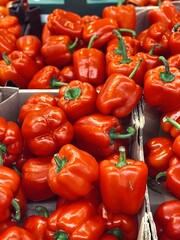 harvest of ripe red peppers