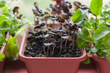 Growing herbs on the windowsill. Young sprouts of lilac Basil, parsley and arugula in a pot on a white windowsill