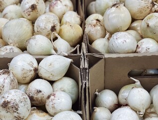 set of ripe white onions