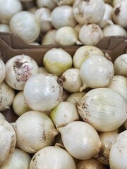 set of ripe white onions