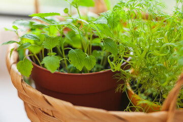 Growing herbs on the windowsill. Young sprouts of melissa and dill in pot and basket on a white windowsill