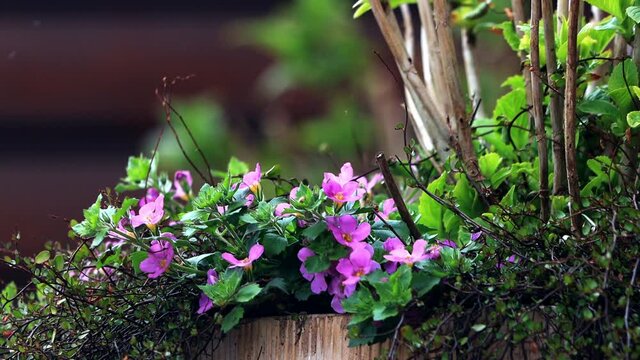 flower bacopa pink violet in spring
