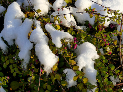 snow cap on Cotoneaster in winter