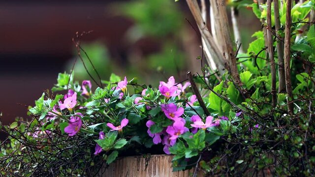 flower bacopa pink violet in spring

