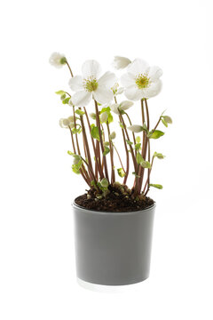 Bl&uuml;hende Christrose (Helleborus) vor wei&szlig;em Hintergrund