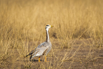 bar headed goose closeup in open grassland and field during winter migration at forest of cental india - anser indicus