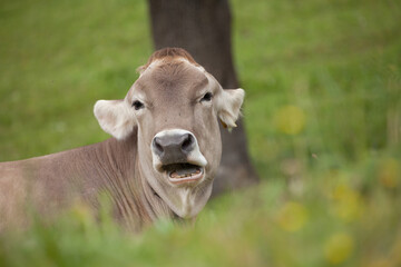 A brown alpine cow in a green pasture in Dolomites area