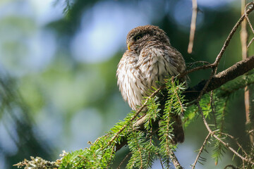 Eurasian Pygmy Owl
