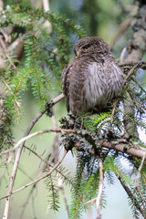 Eurasian Pygmy Owl