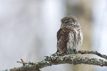 Eurasian Pygmy Owl