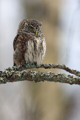 Eurasian Pygmy Owl
