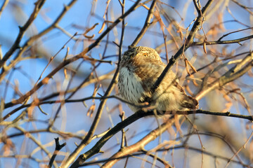 Eurasian Pygmy Owl