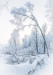 The bent birch tree at dawn in the winter forest