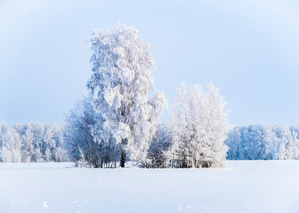 A view of the woods on a snowy field in winter in Siberia, Russia
