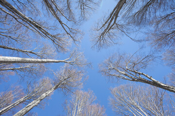 Foliage on the sky in autumn inside a birch forest