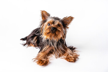 Yorkshire Terrier puppy sits. Isolated on white background