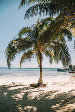 Palm tree on beach shore