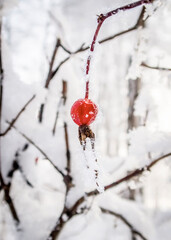 Red frozen cranberry in winter wild forest in Siberia, Russia