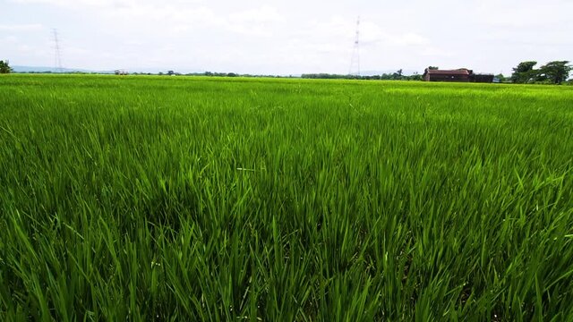 Wide Shot Panning Landscape View Green Paddy Rice Field Java Indonesia and Clear Blue Sky with Cloud Cloudy 