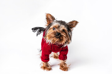 Yorkshire terrier in a knitted sweater having fun on a white isolated background