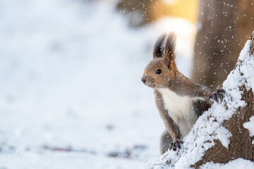 冬のエゾリス © mihiro_wildlife