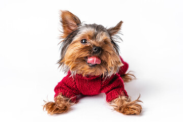 Yorkshire terrier in a knitted sweater having fun on a white isolated background
