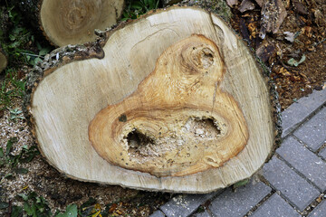 A cutaway tree stump in the garden.