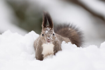 雪の中のエゾリス