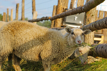 Sheep are standing and eating hay in the park.