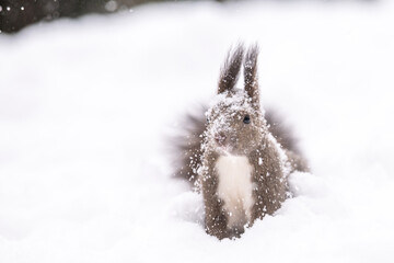 雪の中のエゾリス