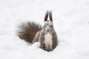 雪の中のエゾリス