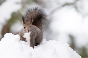 雪の中のエゾリス