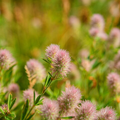 blooming thickets of meadow flowers against the blue sky.