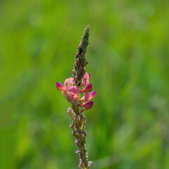 Pink meadow flower on a blurred green background on a sunny morning.