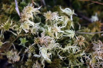 Swamp vegetation close up in autumn. Background.