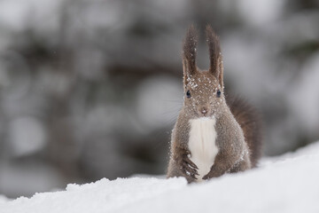 雪の中のエゾリス