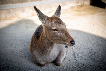 Wild deer in Miyajima, Hiroshima Prefecture