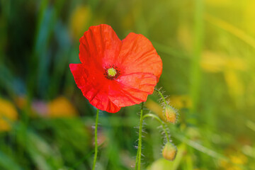 Beautiful red poppy during sunset in the field.