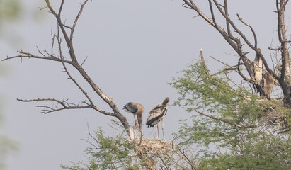 Painted Stork (Mycteria leucocephala) perched on tree